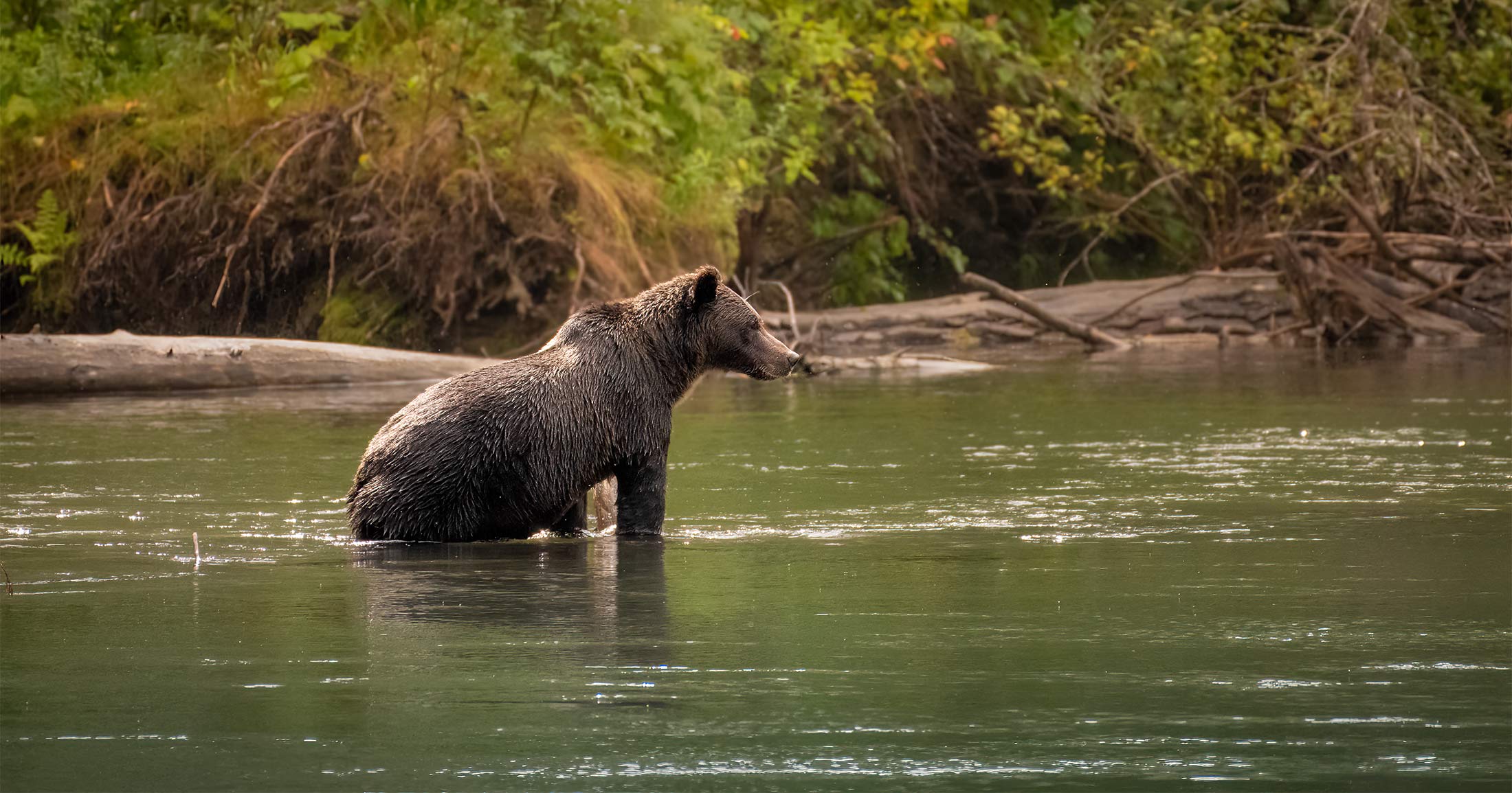 Grizzly bear standing in a river.
