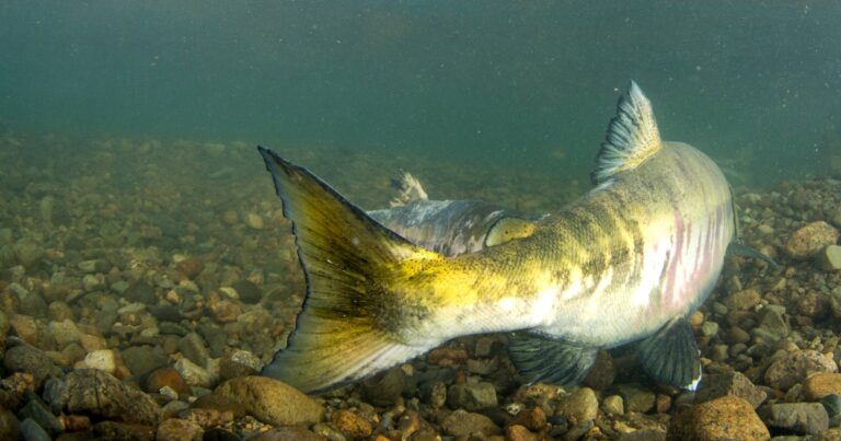 Chum swimming along the rocky bottom of a river.