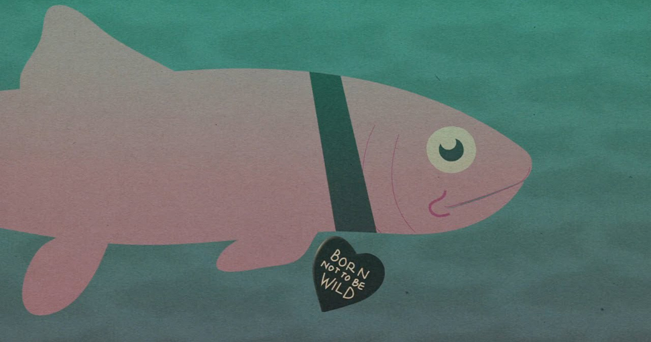 Hatchery salmon wearing a necklace that says "born not to be wild".
