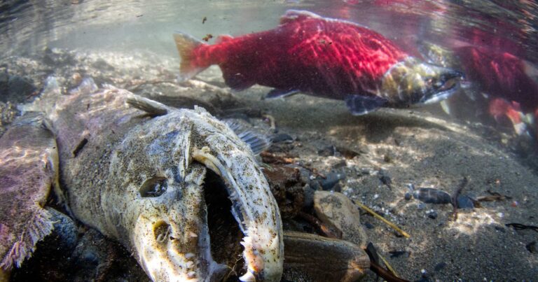 Sockeye salmon swimming in a river next to a dead sockeye salmon.