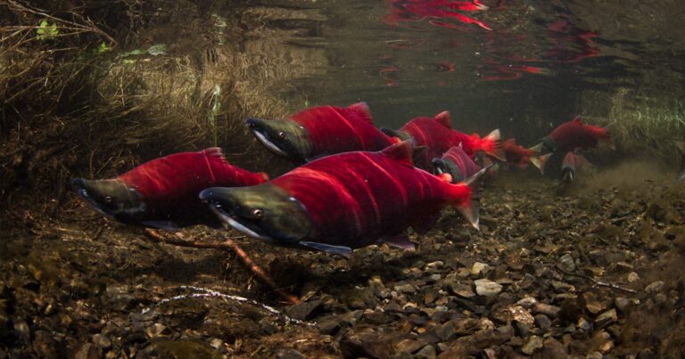 Sockeye swimming in a river.