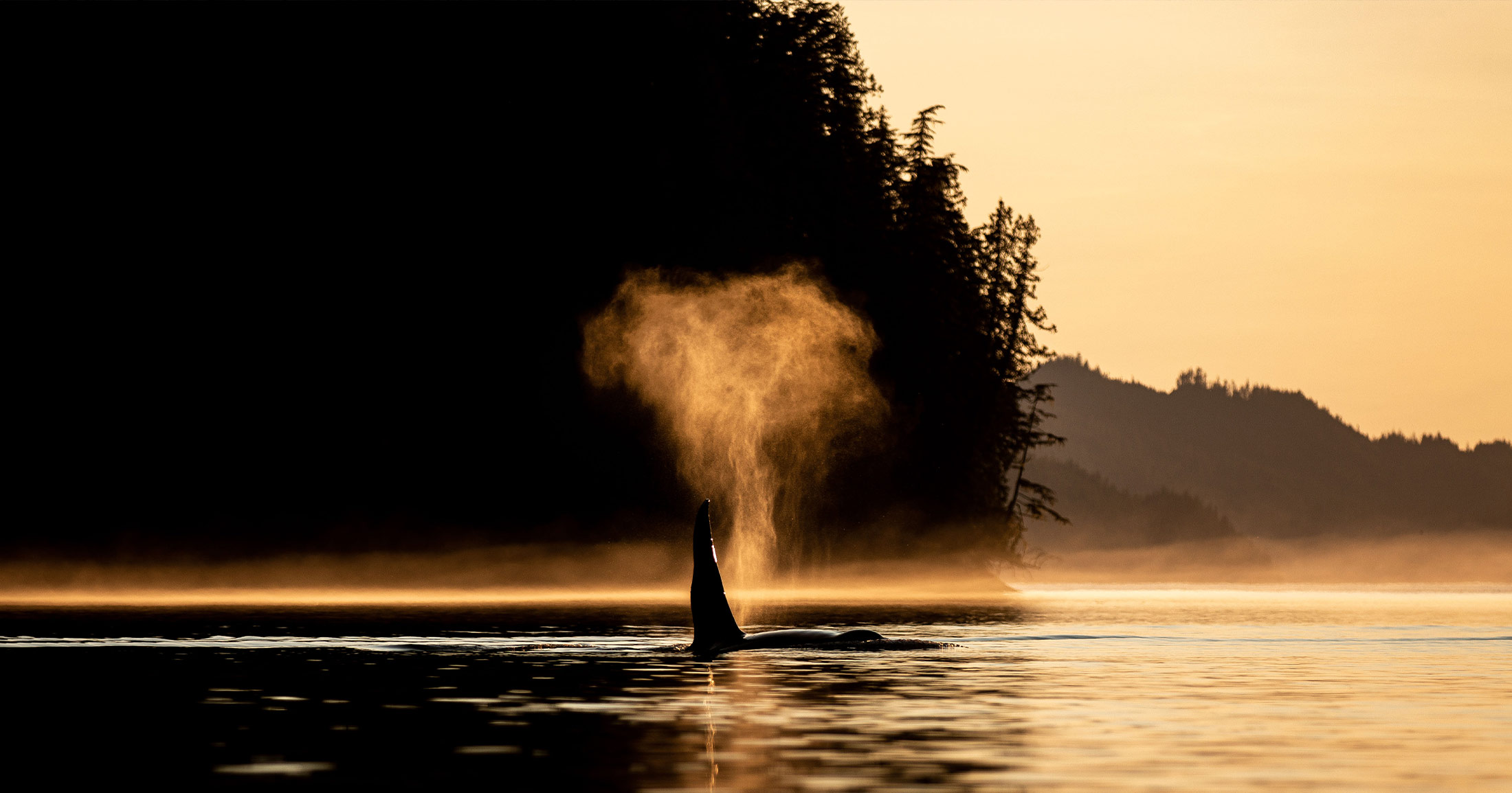 Killer whale surfacing in the sunset.