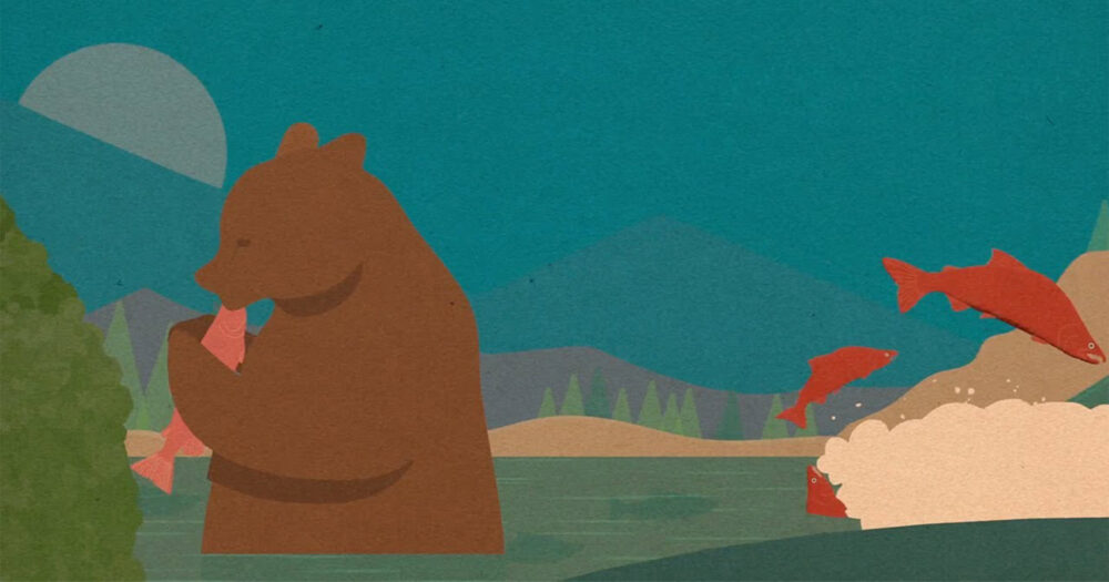 Bear in a river eating a salmon.