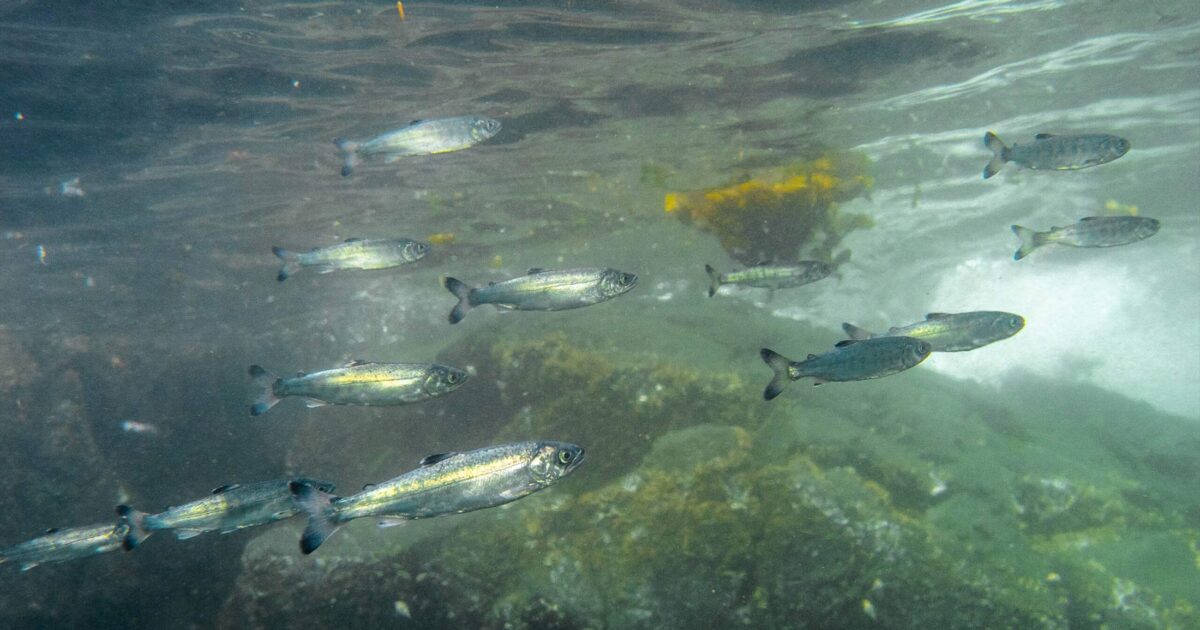 School of juvenile salmon under water.