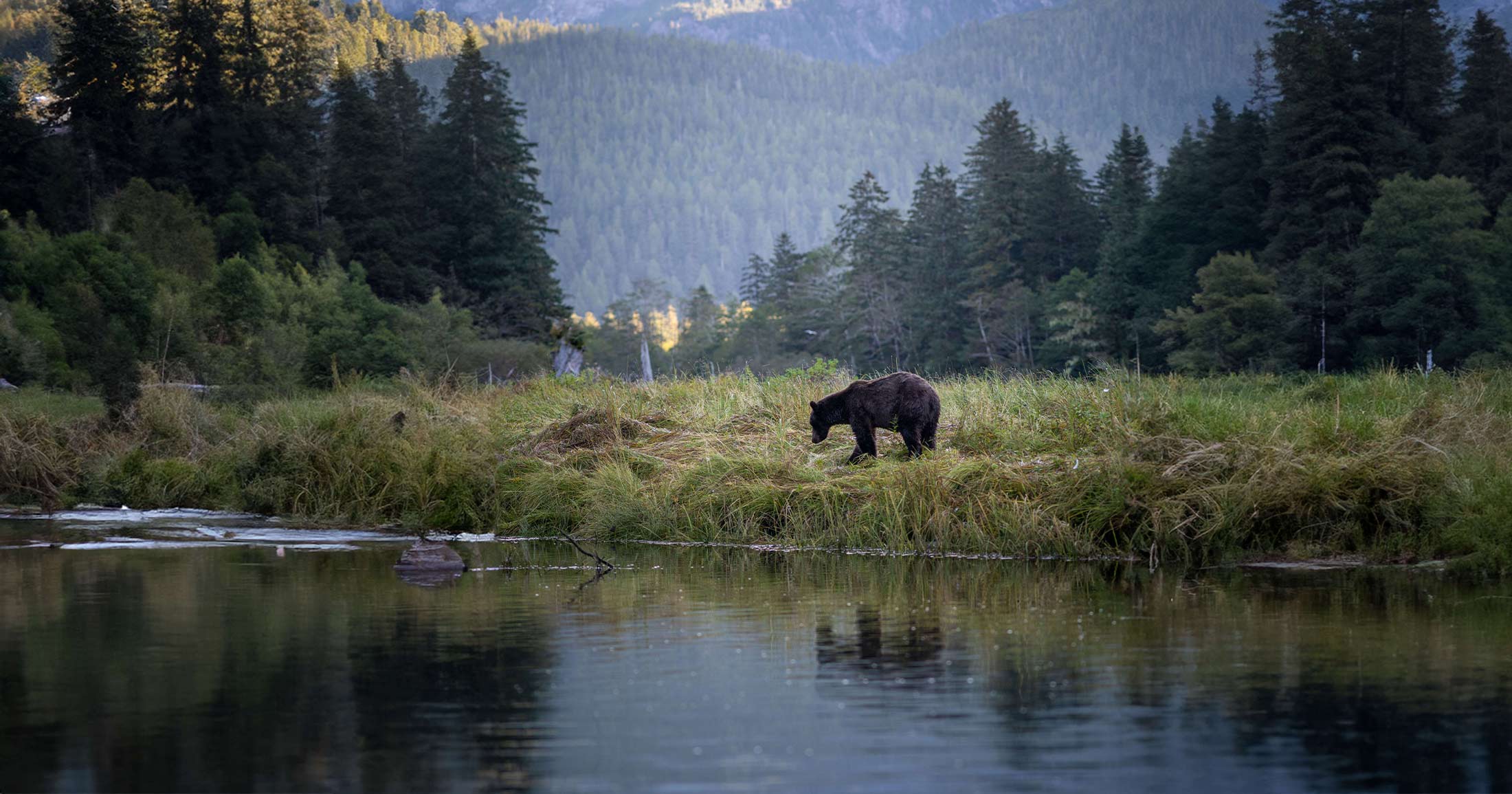 Bear walking beside a river.