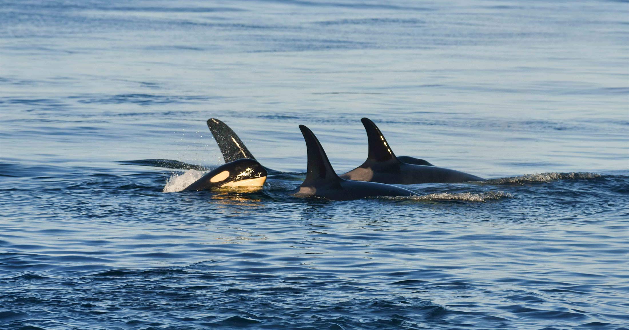 Killer whales surfacing during the sunset.