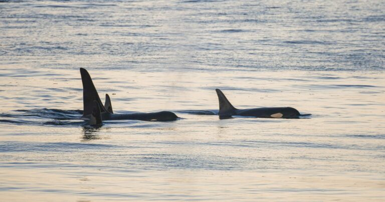 Killer whales surfacing during the sunset.