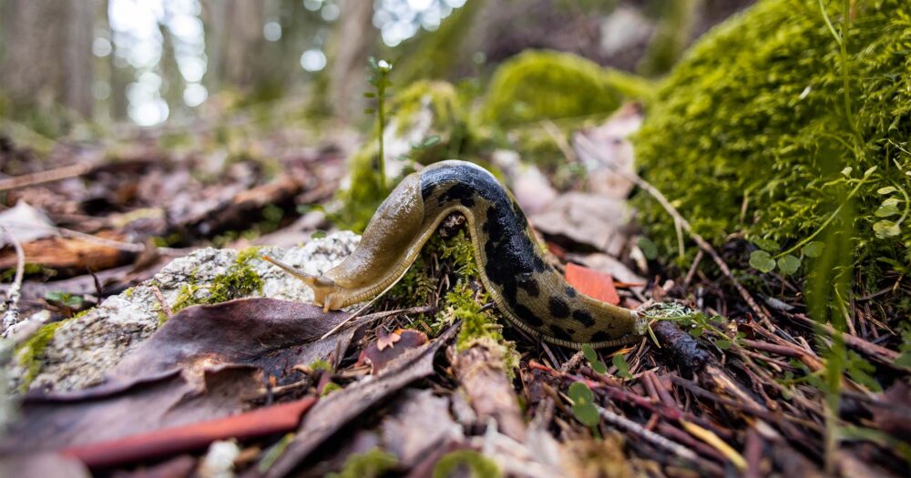 Banana slug on the forest floor.