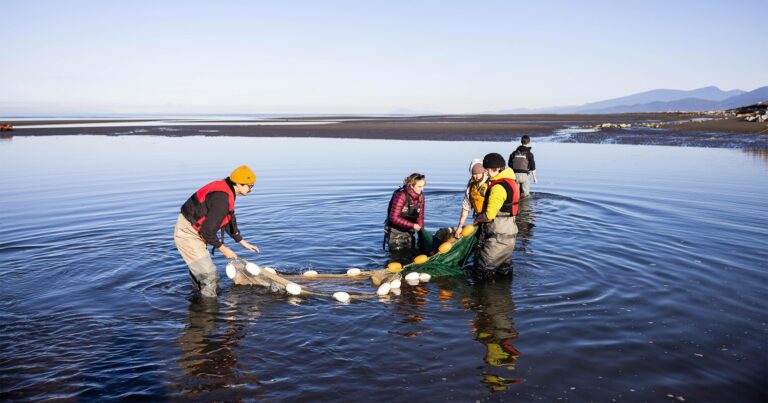 Five people using a net on the side of the Fraser Estuary doing science.