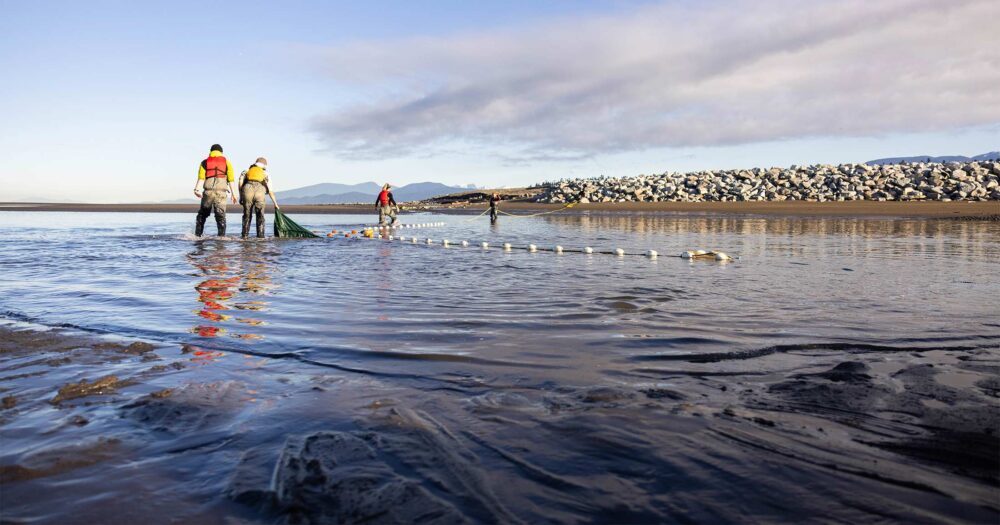 Breach that Raincoast made in the North Arm Jetty that is being monitored by multiple people with a large net.