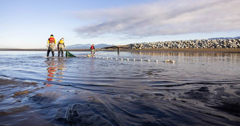 Breach that Raincoast made in the North Arm Jetty that is being monitored by multiple people with a large net.