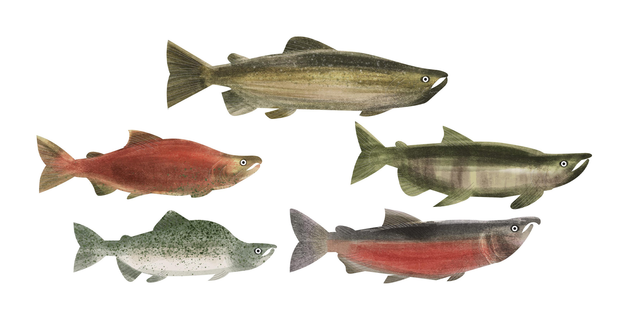 Five pacific salmon artwork on a white background.