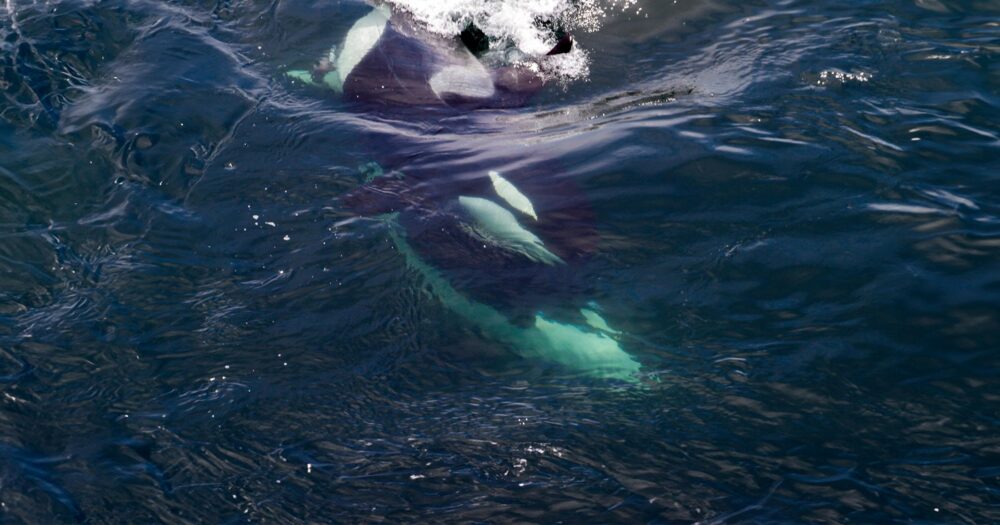 Several killer whales weave in and out of the water as seen from shore on Saturna Island.