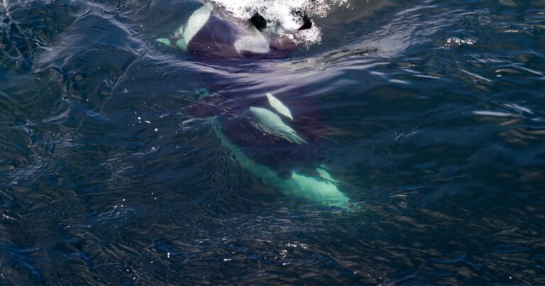 Several killer whales weave in and out of the water as seen from shore on Saturna Island.
