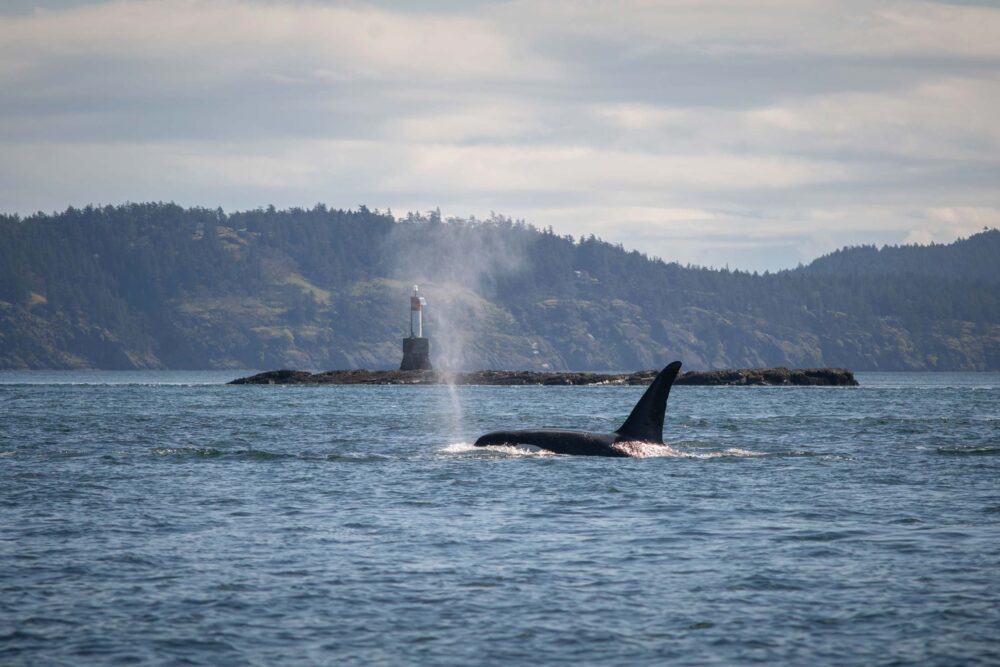 Killer whale surfacing in the ocean.