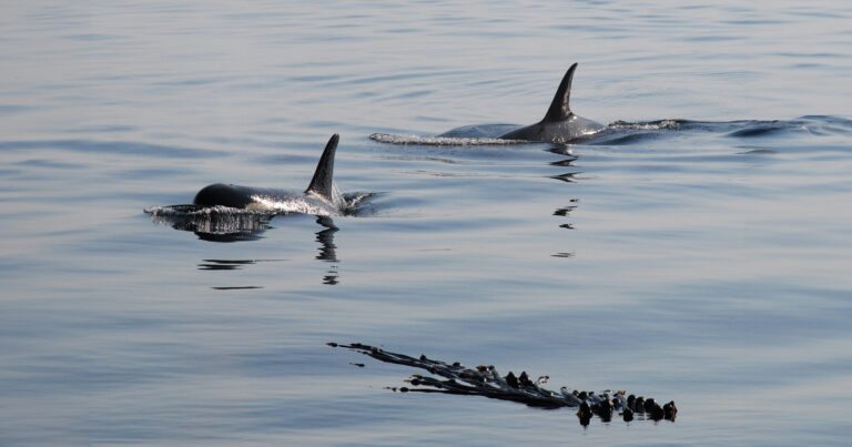Two killer whales surfacing.