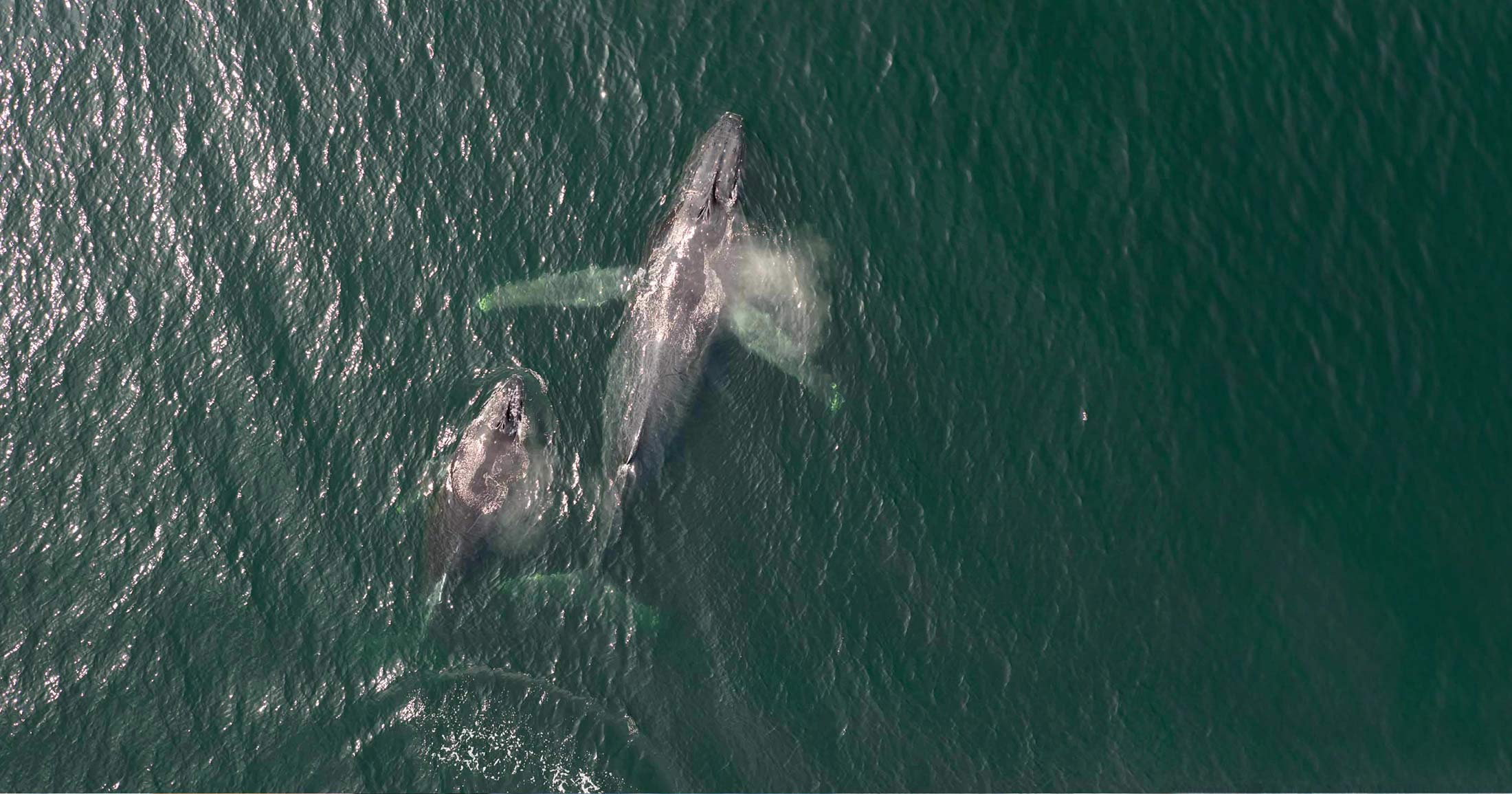 Two humpback whales swimming near the surface.