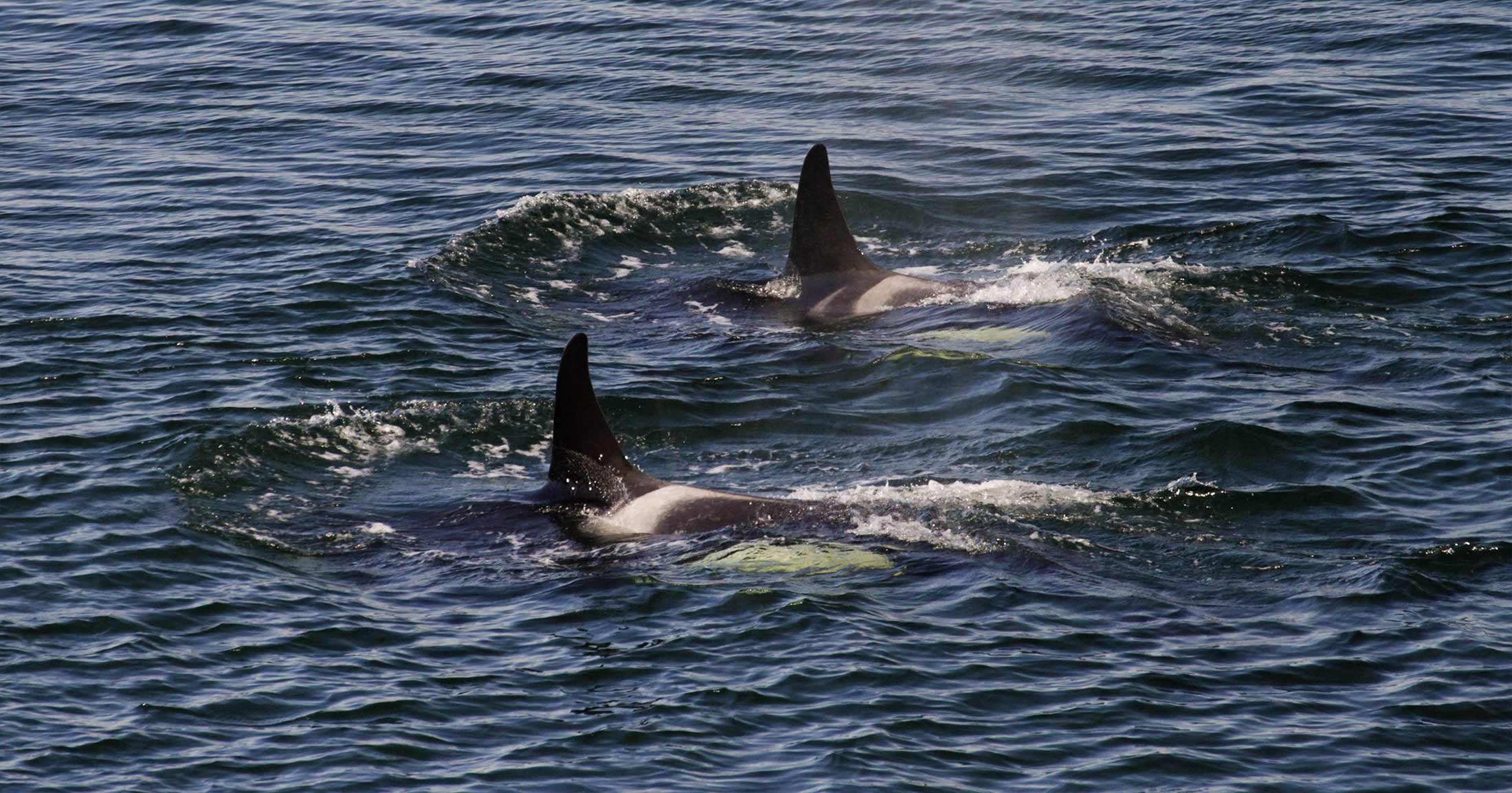Two killer whales surfacing near the ocean.