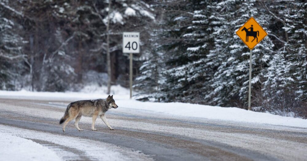 Wolf crossing a road towards a snow covered forest.