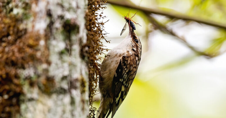 Bird on a tree with a bug in its mouth.