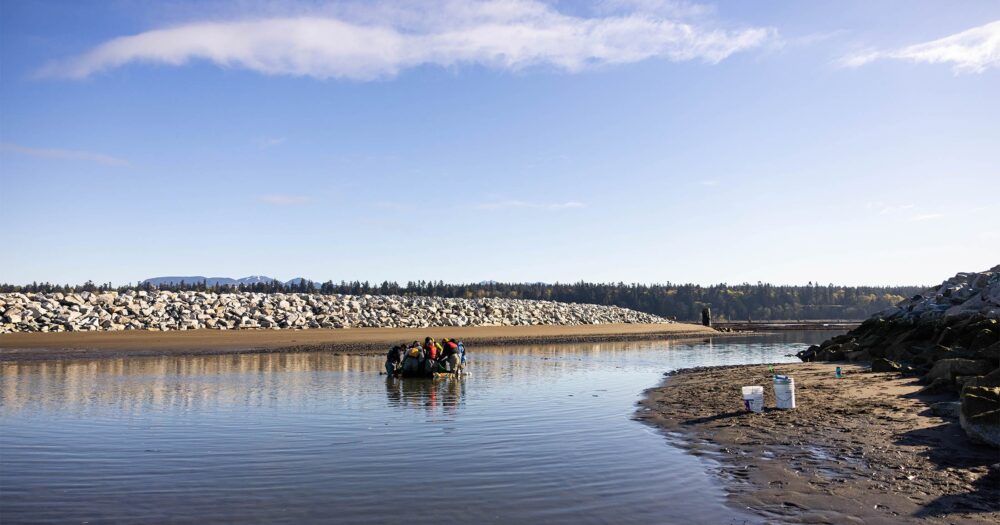 People looking into a net in the middle of one of our breaches in the North Arm Jetty.