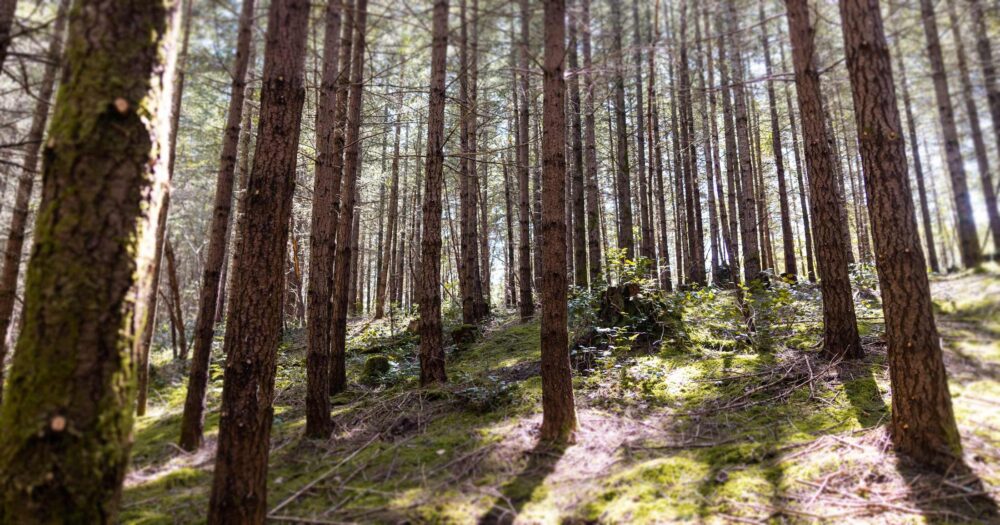 Looking uphill in a forest with moss and grass on the forest floor and tries stretching into the sky.