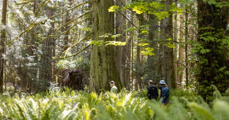 Tiny humans walk through a giant glowing forest.