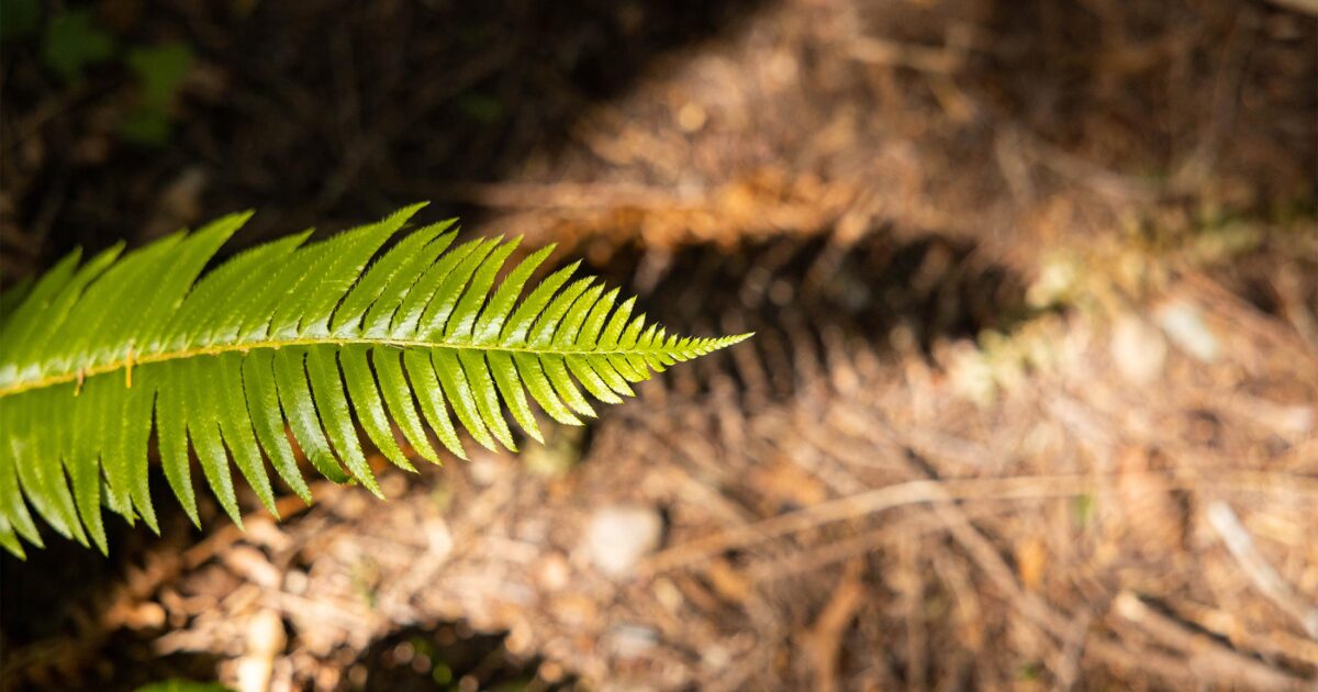 Fern in the sun.