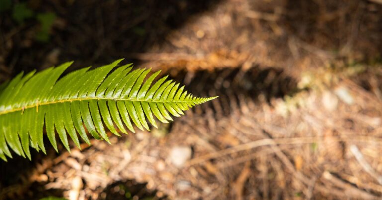 Fern in the sun.