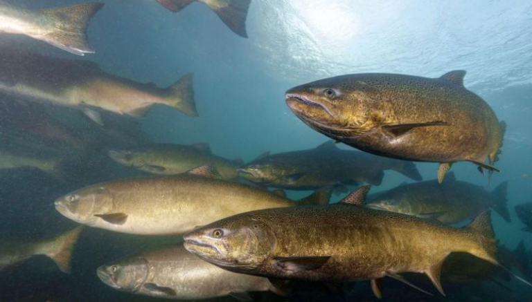 Chinook in the Elwha River, Olympic Peninsula.