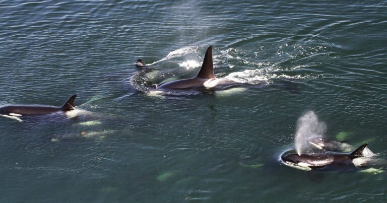 Three killer whales surfacing near the surface of the ocean.