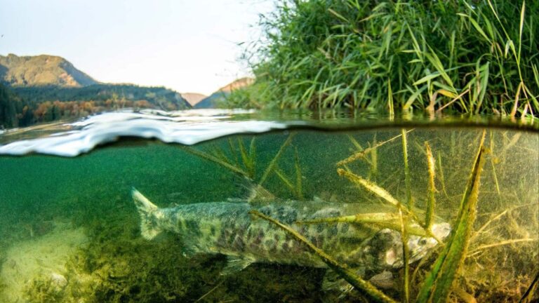 A salmon rests under some reeds in the Fraser River.