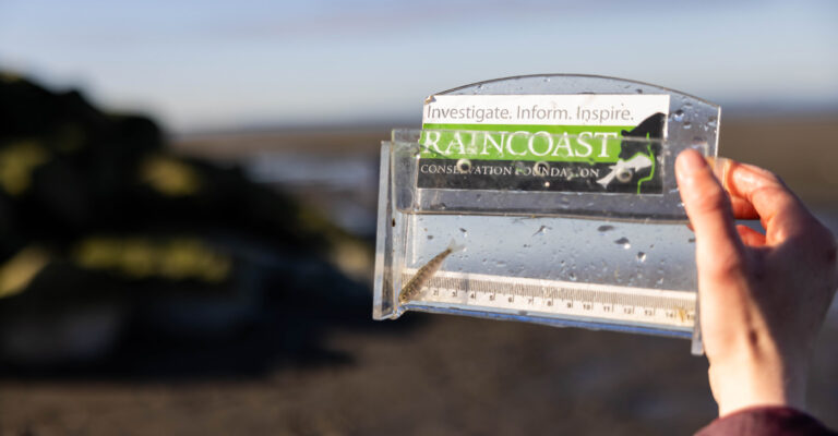 A researcher holds up a salmon measuring device with a tiny salmon in it, with the Fraser Estuary in the background.