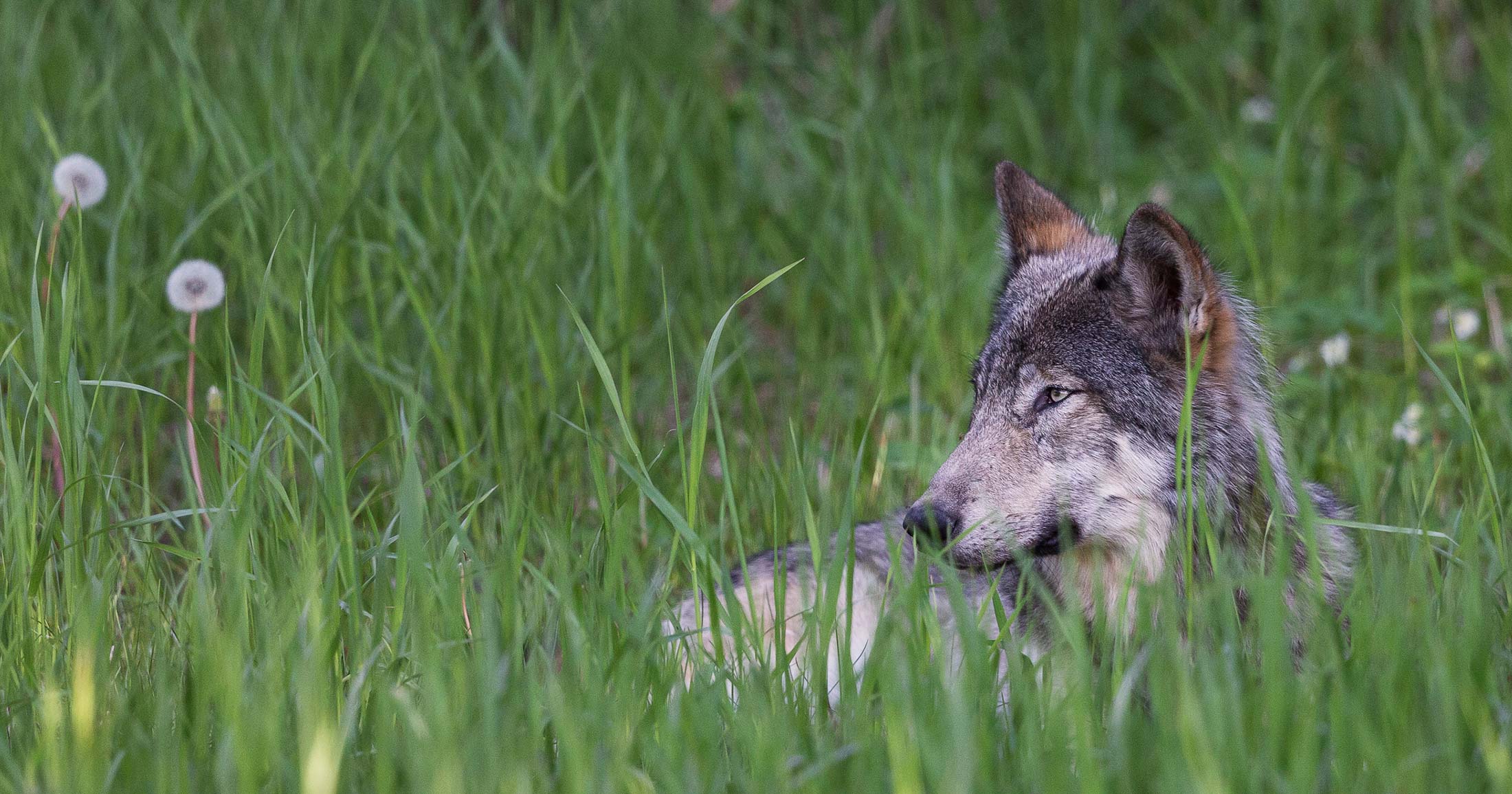A wolf lies down in the grass.