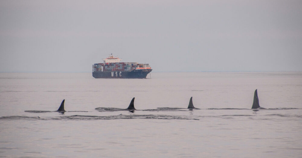 Killer whales swimming in the foreground on a grey day with grey water, and a ship in the background.