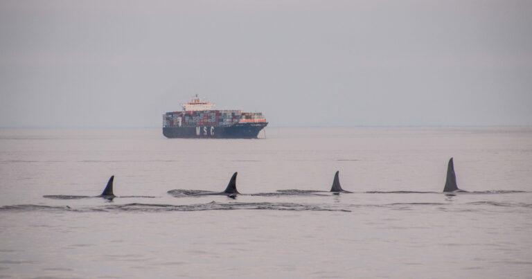 Killer whales swimming in the foreground on a grey day with grey water, and a ship in the background.