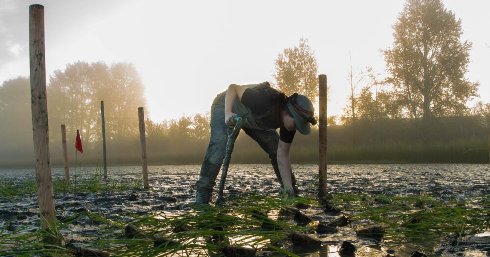 A crew members works in the Fraser River Estuary preparing a small marsh.
