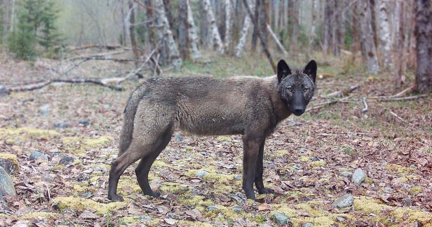 A black wolf stands in profile, looking awesome, amidst the autumn leaves.
