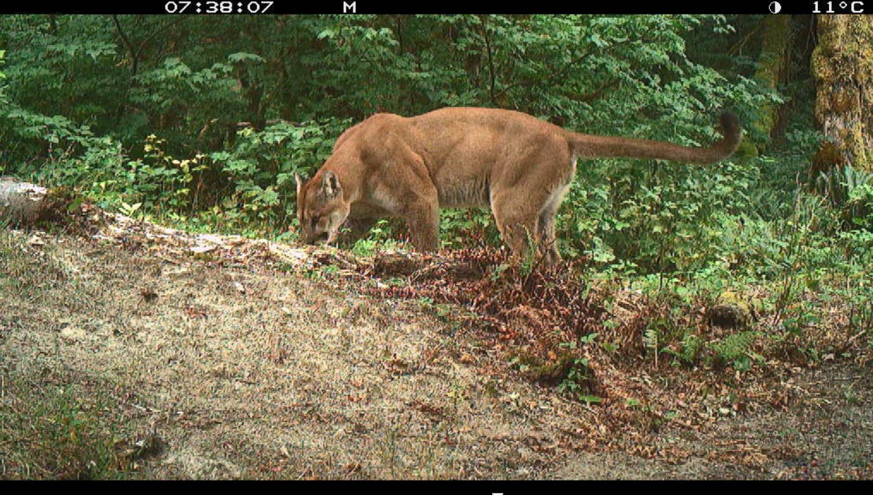 A well muscled cougar marks the trail, as seen from a camera trap.