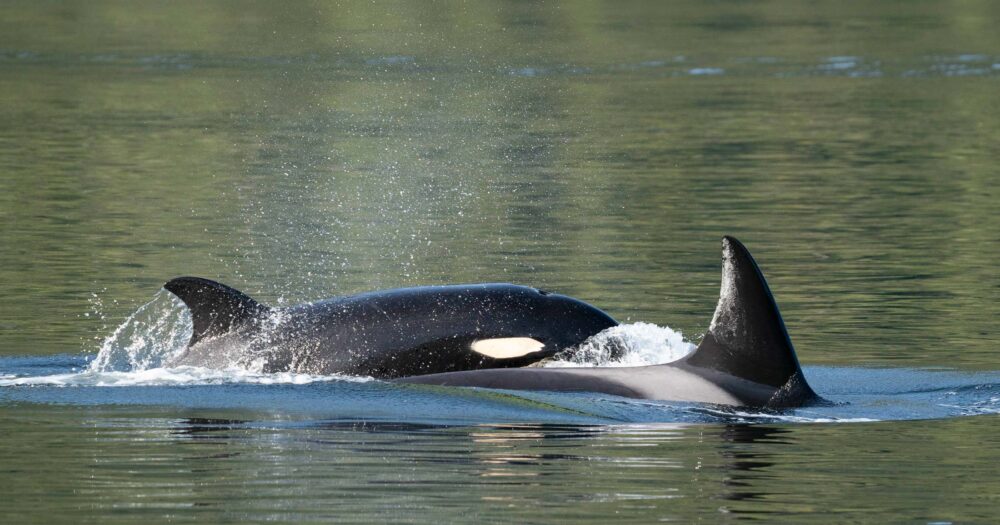 Killer whales on the surface of the ocean with green in the water.