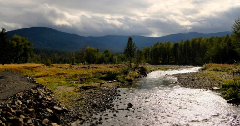 Water runs into the forest line, with mountains looming moodily in the background.