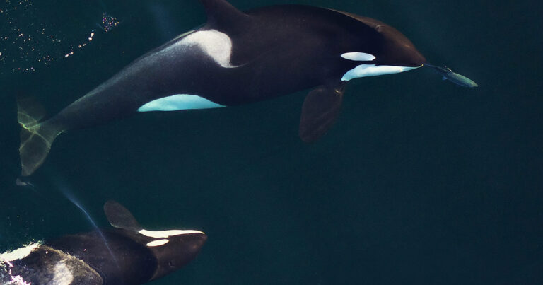 A Southern Resident killer whale forages and a salmon swims ahead of her, and a juvenile, J51, swims beside her.