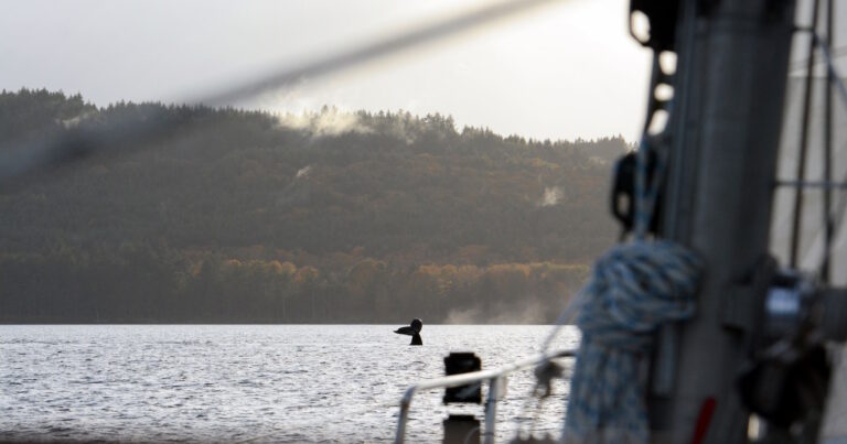A humpback whale is seen in the distance from a sailboat
