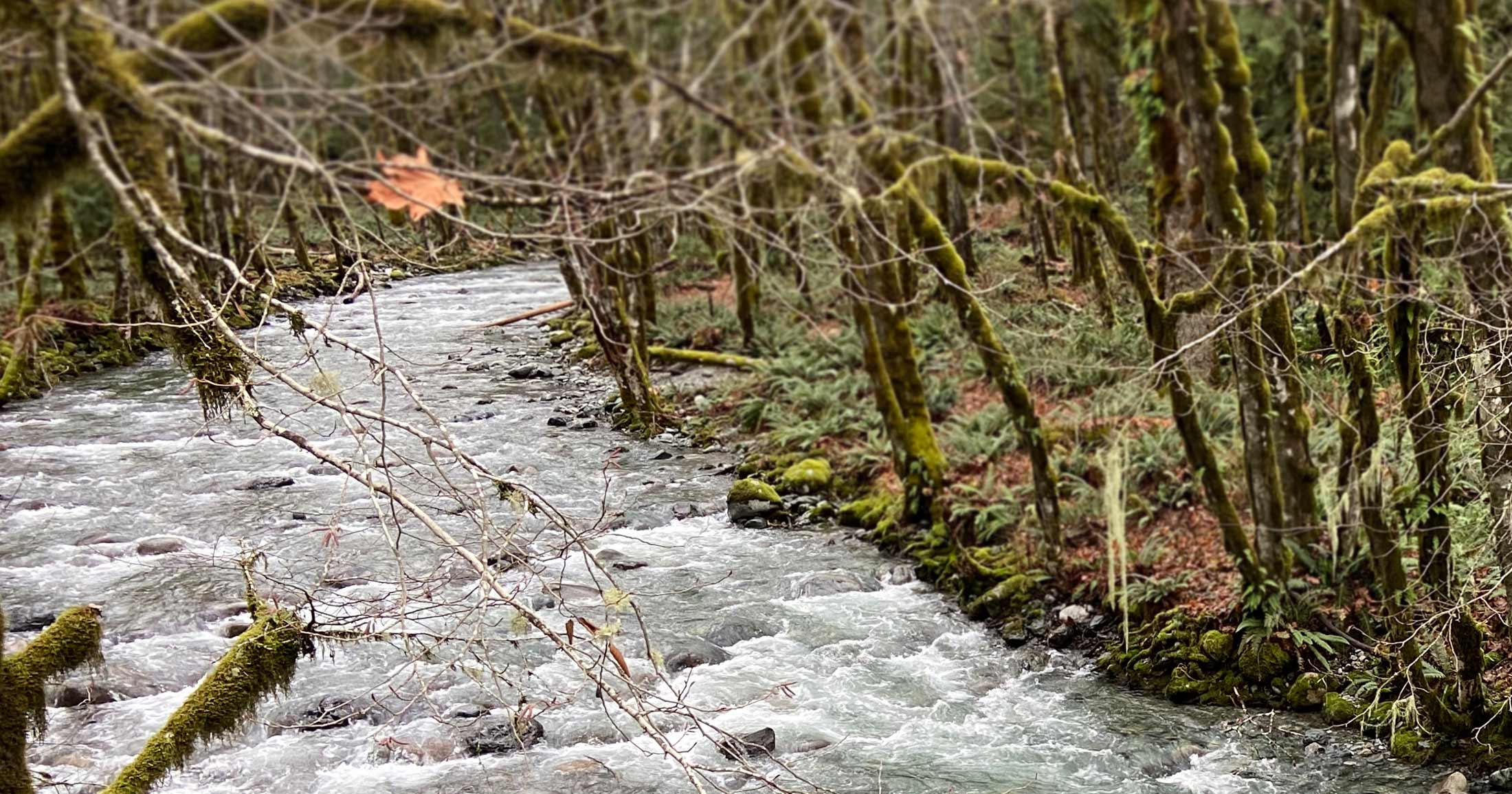 A single autumn leaf dangles from a tree over the Cowichan River.