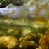 A female chum salmon illuminated by a rare sunny break.