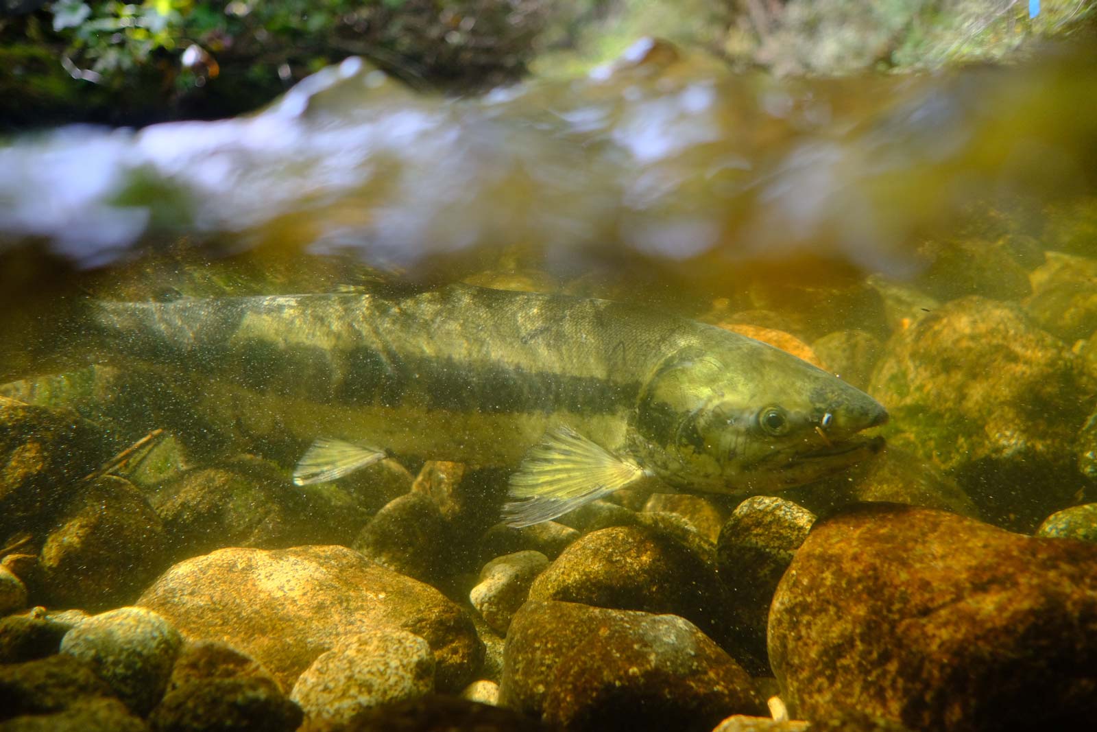 A female chum salmon illuminated by a rare sunny break.