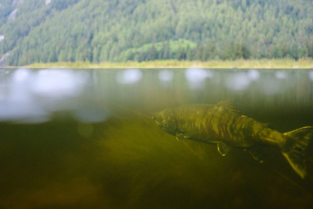 A male chum salmon lurking in the estuary of a stream.