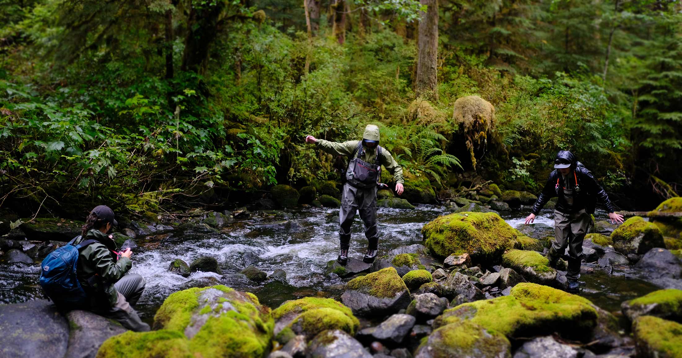 A field scientists walk in the central coast rainforest watching and counting salmon