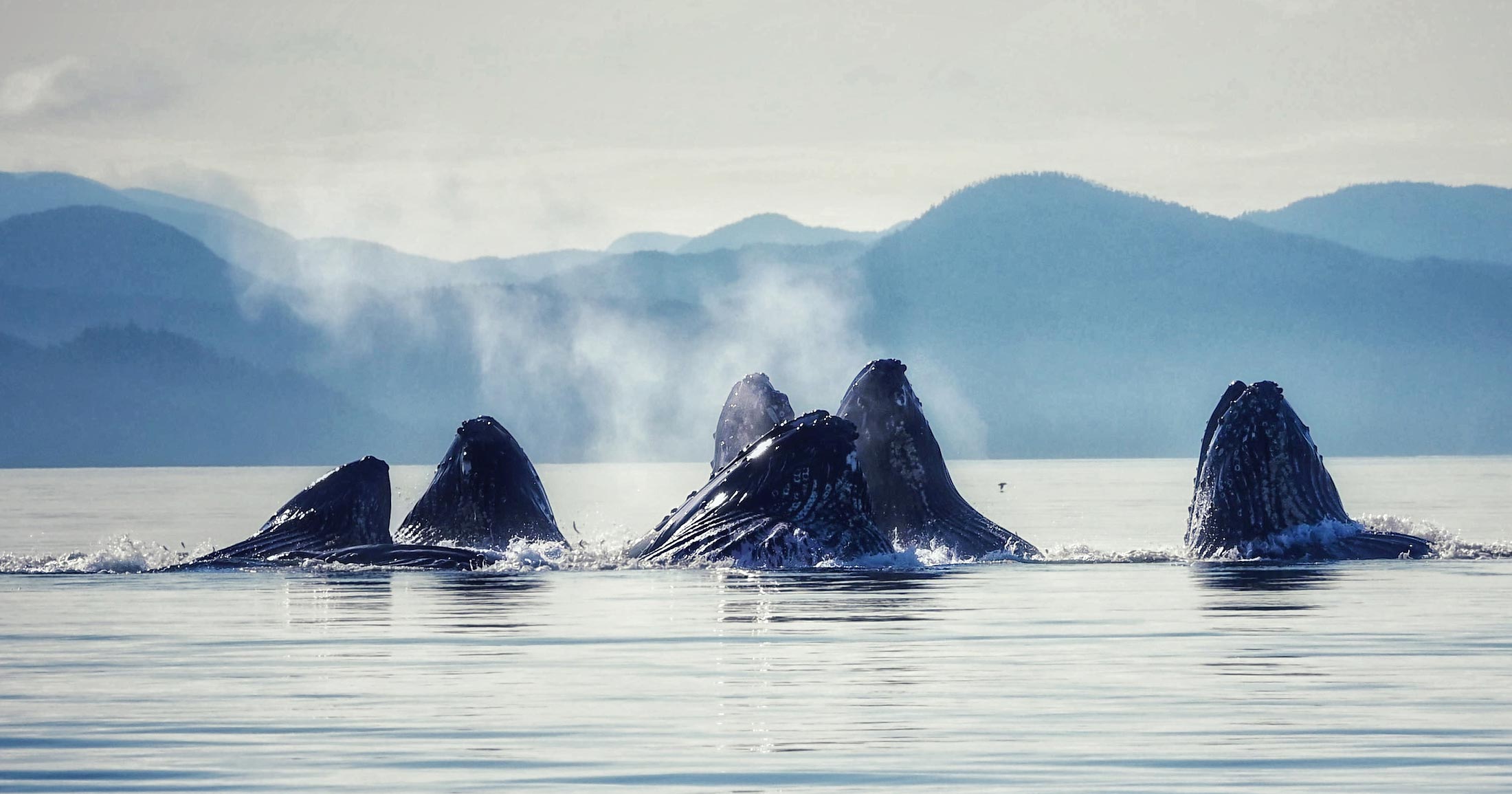 Humpback whales bubblenet feeding on the central coast.