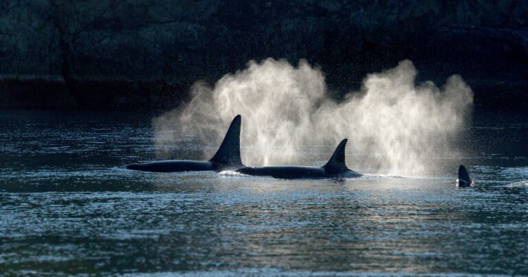 Endangered Southern Resident killer whales breathe on the surface.